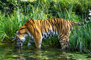 The Siberian tiger,Panthera tigris altaica in a park