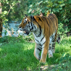 Naklejka na ściany i meble The Siberian tiger,Panthera tigris altaica in a park
