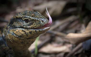 Guyane
