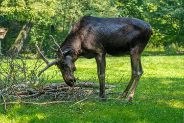 Fototapeta premium European Moose, Alces alces, also known as the elk