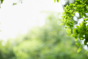 Obraz premium Beautiful nature view green leaf on blurred greenery background under sunlight with bokeh and copy space using as background natural plants landscape, ecology wallpaper concept.