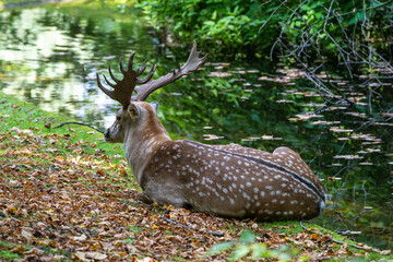 The fallow deer, Dama mesopotamica is a ruminant mammal