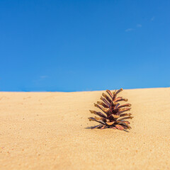 A brown pine cone in the sand with a blue sky background