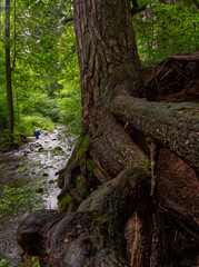 Fototapeta premium Błędzianka River under the Viaducts in Stańczyki.