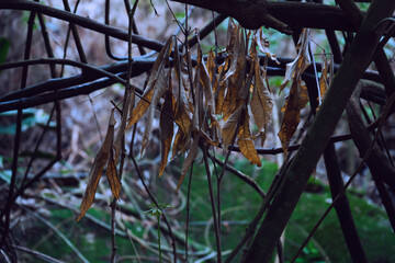 autumn leaves in the woods. Dry leaves in a tree.  Zoom into the Forest