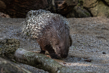 Indian crested Porcupine, Hystrix indica in a german nature park