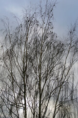 A flock of birds in November on the branches of a high birch. Waxwing. Against the sky