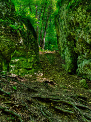 Obraz premium Vertical photography of a forest with a dark gate between and a road below and an entrance.