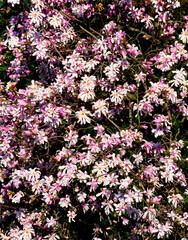 Fototapeta premium Small pink flowers filling the frame of photography.