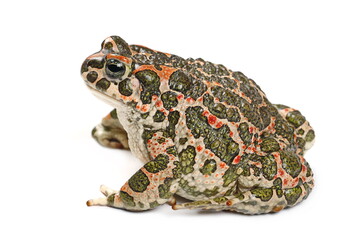 European green toad, Bufo viridis isolated on white background
