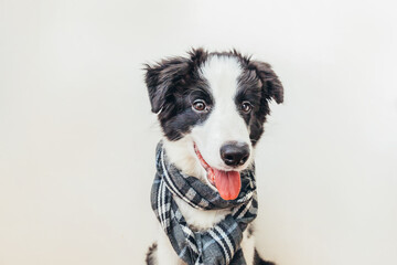 Fototapeta premium Funny studio portrait of cute smiling puppy dog border collie wearing warm clothes scarf around neck isolated on white background. Winter or autumn portrait of little dog.