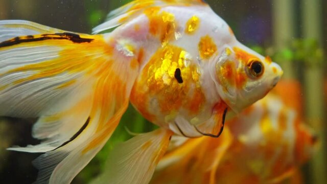 Goldfish in aquarium with plants. Carassius auratus.