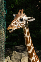 The giraffe, Giraffa camelopardalis is an African mammal
