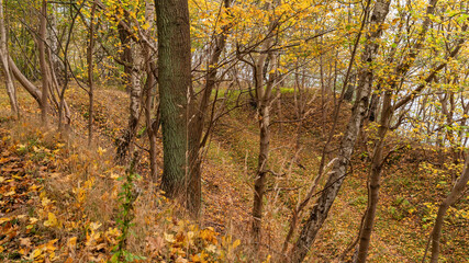 Fototapeta premium autumn forest, ravine, yellow leaves