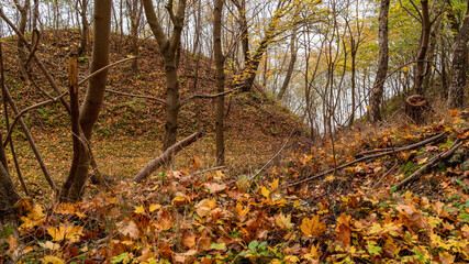 autumn forest, ravine, yellow leaves