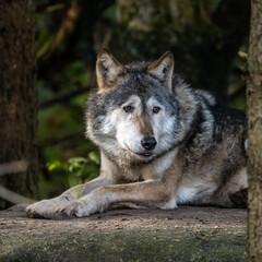 Obraz na płótnie Canvas European Grey Wolf, Canis lupus in a german park