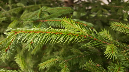 A live flexible spruce twig with fresh bright green needles close-up, against the background of greenery of other spruce branches, in a natural environment.