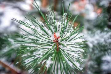 Naklejka na ściany i meble Pine branch in the snow, close up