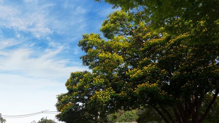 tree with flowers