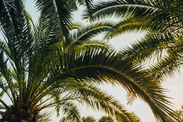Fototapeta na wymiar Tropical palm leaves with sunbeams, floral drawing background, real photo