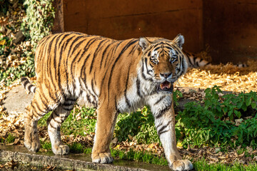 The Siberian tiger,Panthera tigris altaica in the zoo