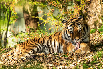 The Siberian tiger,Panthera tigris altaica in the zoo