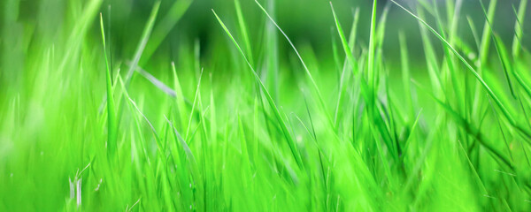 green grass background, texture, soft focus