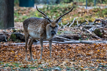The fallow deer, Dama mesopotamica is a ruminant mammal