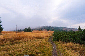 Fototapeta na wymiar Mountain yellow grass on meadow landscape cloudy day in autumn day. czech jeseniky mountain