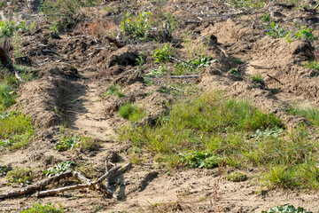deforestation. An empty field in a forest with no trees and a lot of stumps. Harm to the environment. Renewable resources. Sale of wood.