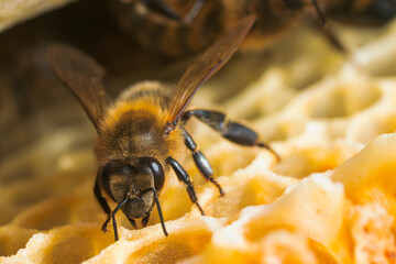 Macro photo of working bees on honeycombs. Beekeeping and honey production image