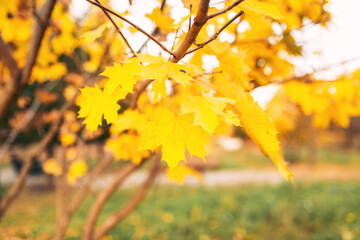 Yellow maple leaves on a branch in autumn with a blurred background