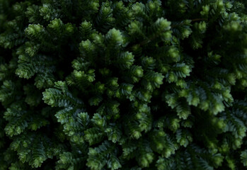 green leaves background wallpaper aloe vera
