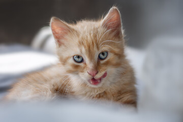 Ginger kitten playing