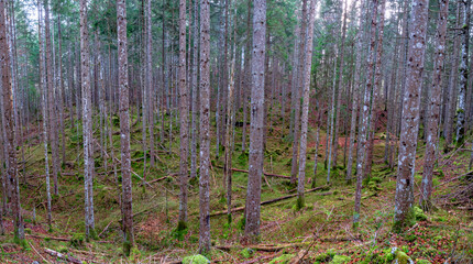 Lonely forest hiking path during autumn period