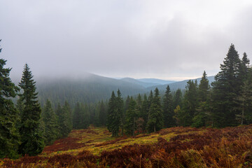 Forested mountain slope in low lying cloud with the evergreen conifers shrouded in mist in a scenic landscape view, jeseniky czech