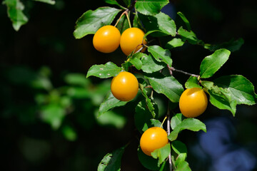 Ripe fruit of wild yellow cherry plum on a branch (Prunus cerasifera)