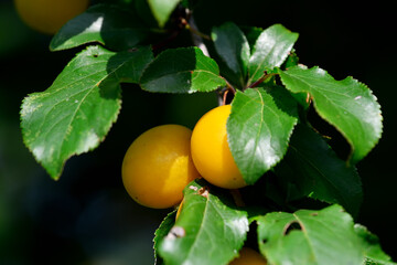 Ripe fruit of wild yellow cherry plum on a branch (Prunus cerasifera)