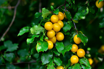 Ripe fruit of wild yellow cherry plum on a branch (Prunus cerasifera)