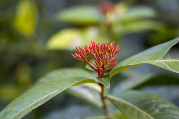 Ixora flower buds with leaves inside a botanical garden