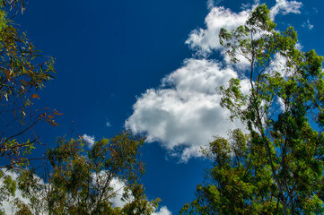 Obraz premium Horizontal image of a blue sky with a few white clouds and some green trees 