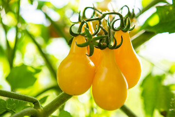 Yellow pear-shaped tomatoes