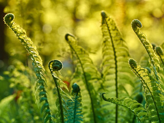 Young green fern in forest.