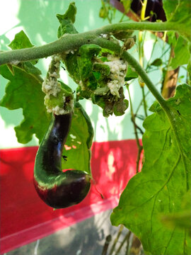 Mealybug in a brinjal/eggplant in the garden