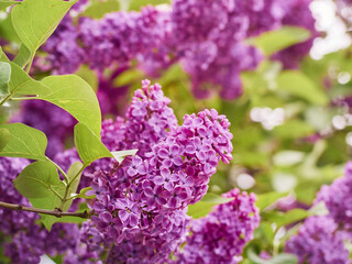 Obraz na płótnie Canvas Branch of blossoming lilac in a spring garden.