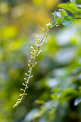 Pegeon berry flower buds inside a botanical garden
