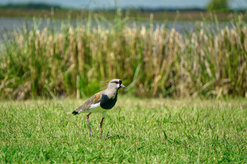 Close view of a tero(Vanellus chilensis) walking standing in the grass           