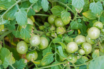 Small green tomatoes ripen in the greenhouse in summer