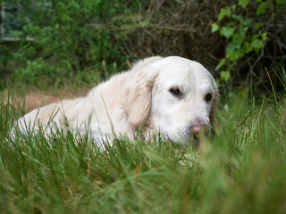 Beauty Golden retriever dog on the grass