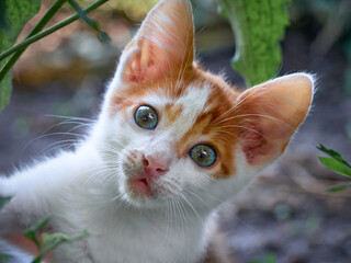 Kitten playing in the garden.